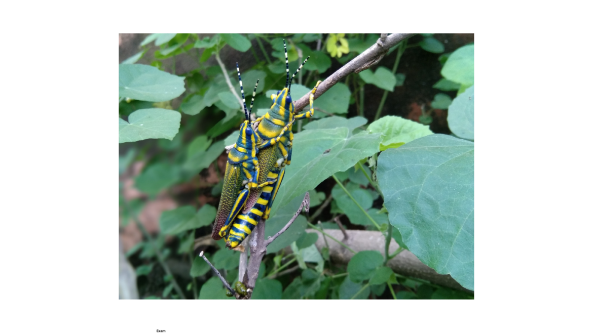 Bee pollinating flower – role of insects in agriculture