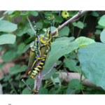 Bee pollinating flower – role of insects in agriculture
