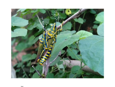 Bee pollinating flower – role of insects in agriculture